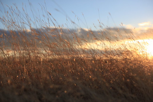 sunset field grass golden kansas prairie flinthills fantasticnature