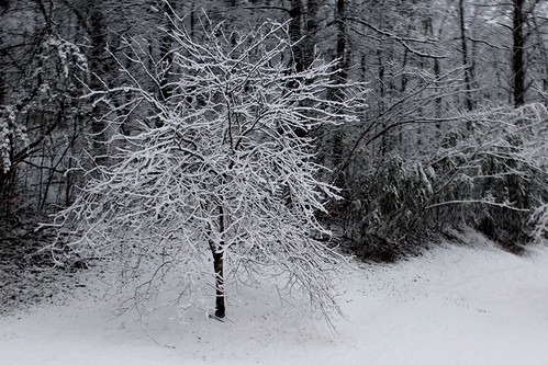 snow tree nature virginia va 365 roanokeva 2013 011713