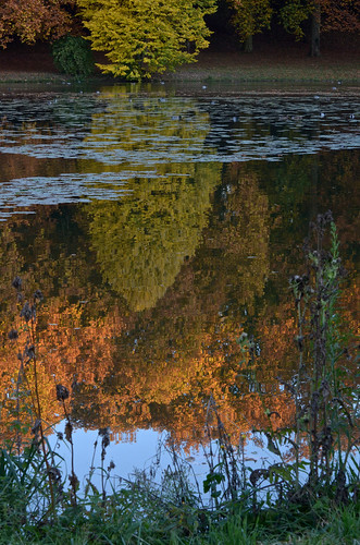 france reflection tree nature eau reflet arbre étang ermenonville
