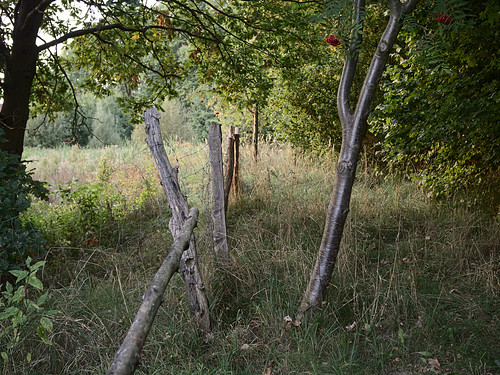 rawtherapee olympusomdem10 olympusm25mmf18 grosswoltersdorf brandenburg prignitz tree baum zaun fence
