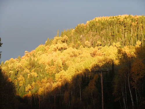 yellow automne soleil forêt feuilles feuille stmicheldessaints ©jacynthecharette