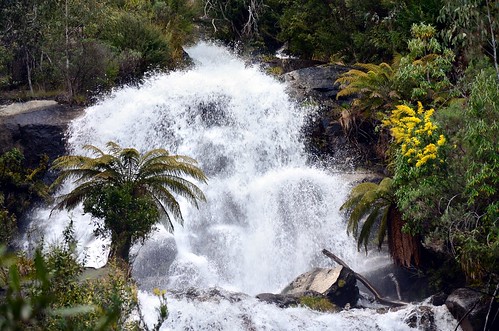 creek forest river waterfall spring bush nikon australia victoria alpine cascades vic cascade wattle snowmelt alpinenationalpark bogong northeastvictoria kiewavalley d5100 nikond5100 phunnyfotos