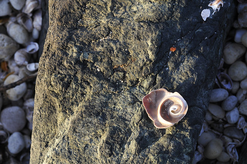 newyork beach shell longisland shore northfork peconic