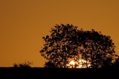 sun tree dawn alba sole albero theburningbush