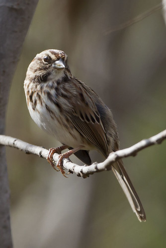 ohio sparrow songsparrow melospizamelodia indianhill