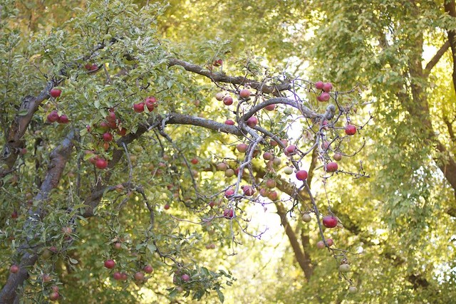 riley apple farm by lani trock
