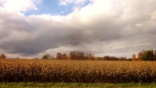 autumn trees rural corn