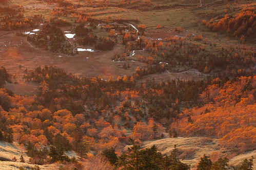 autumn tree fall japan sunrise 2012 shibutouge