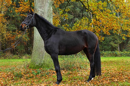 autumn trees horse black nature animal forest germany europe horsephotography shootimg lunestedt