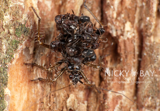 Ant-Snatching Assassin Bug (Acanthaspis sp.) - DSC_9554