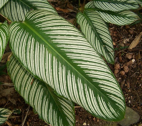 white plant leaves leaf stripes australia cairns albolineata marantaceae cultivar cairnsbotanicgardens vogonpoetry fleckerbotanicgarden calatheamajestica calatheamajesticacvalbolineata