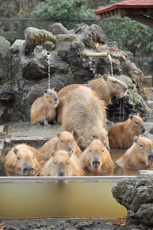 埼玉県こども動物自然公園のカピバラ