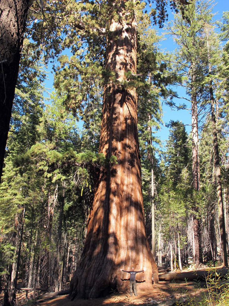 Mariposa Grove, Yosemite National Park