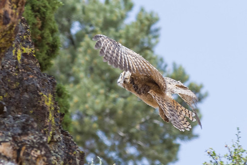 birds owl sparks nevada unitedstates