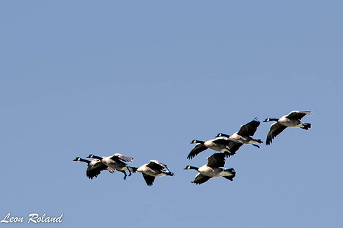 eaglecrest geese oregon redmond unitedstates