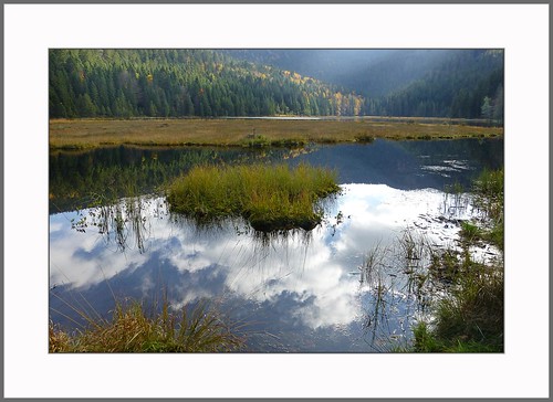 forest herbst wald spiegelung kleiner arber bavarian wanderung inseln bayerischer arbersee schwimmende updatecollection