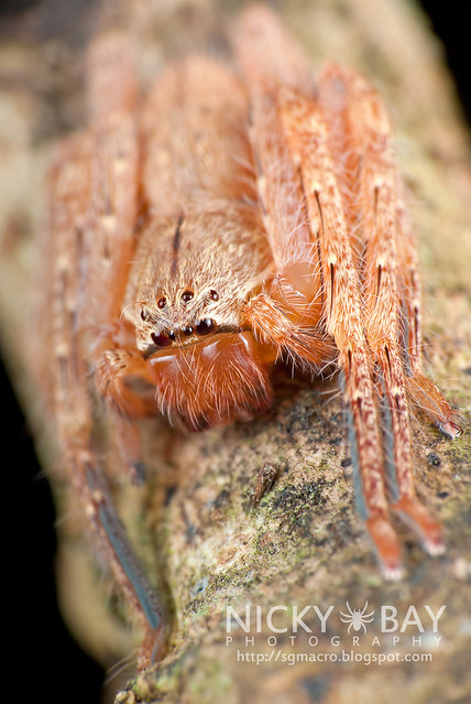 Huntsman Spider (Sparassidae) - DSC_8253