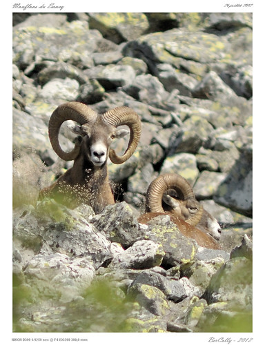 summer mountain france montagne google rocks flickr fance auvergne rochers ete sancy puydedome mouflons bercolly