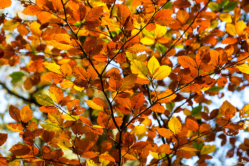 autumn holland colors leaves canon herfst nederland thenetherlands gelderland kleuren vierhouten bladeren beechleaf canonef24105mmf4lisusm beukenblad bracom canoneos5dmkiii