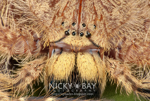 Huntsman Spider (Sparassidae) - DSC_9817