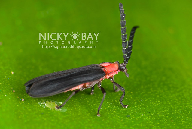 Net-Winged Beetle (Lycidae) - DSC_9525