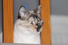 Plotting Kitty - Photo of Châtaincourt