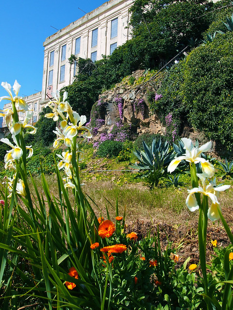 Alcatraz gardens, San Francisco