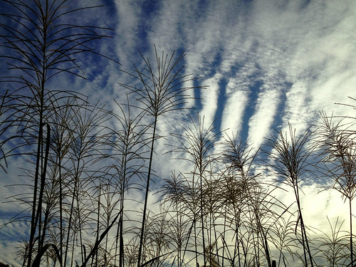 autumn sky cloud japan landscape tokyo iphone musashino silvergrass 645pro iphoneography iphone4s theappwhisperer