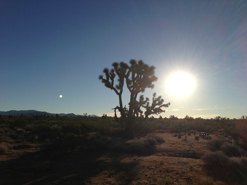 cactus sunrise desert joshuatrees photostream clearskies mohavedesert yuccaaz