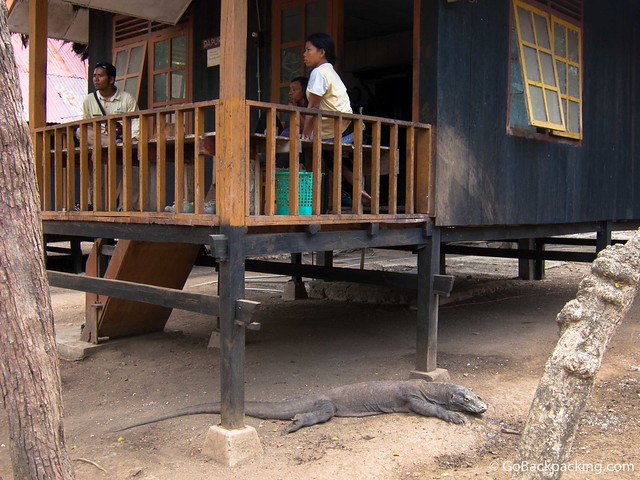 A Komodo Dragon lies patiently under a kitchen porch for handouts which will never be given