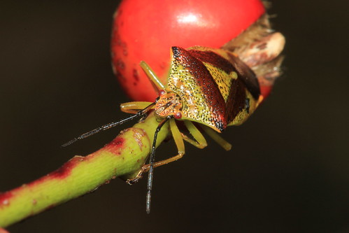 Hawthorn Shieldbug 21559