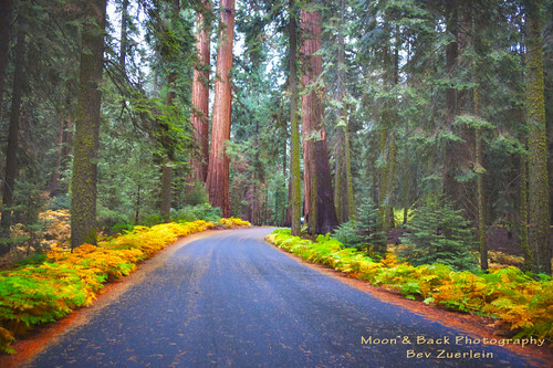 california autumn trees fall nature rain fog forest redwoods ferns sequoia sequoianationalpark thegalaxy sequoiatrees coth5 aspenbreeze rememberthatmomentlevel1 bestevergoldenartists topphotospots tpslandscape
