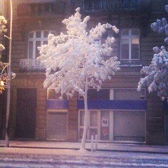 Ce matin à #Grenoble, les arbres avaient un petit air de cristal.