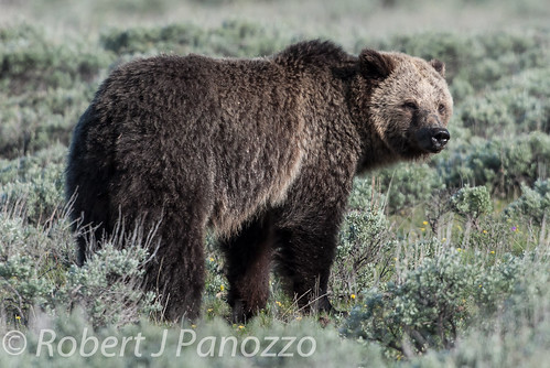 bear yellowstonenationalpark yellowstone grizzly grizz grizzlybear autofocus naturesgallery thewondersofnature goldwildlife 100commentgroup allnaturesparadise ynetbf