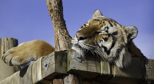 nature wildlife tiger bigcats conservatorsctr