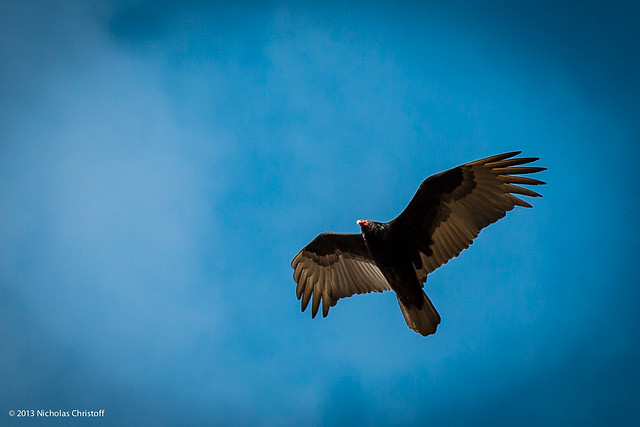 Turkey vulture.