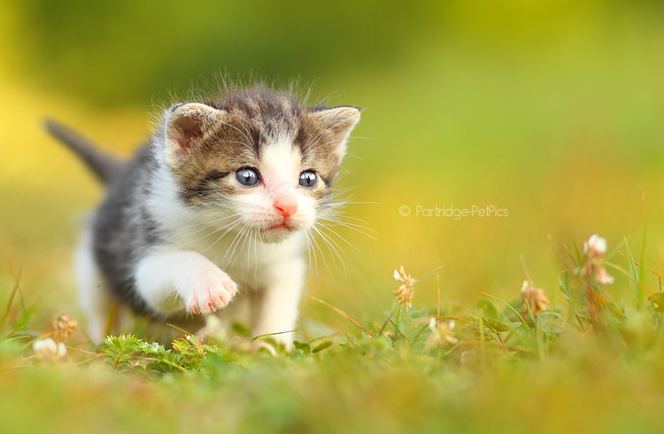 Cats Photography Gallery