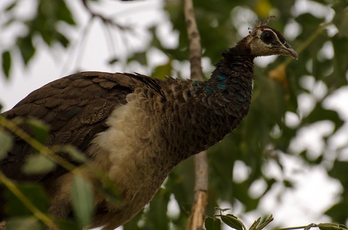 india birds peafowl peahen