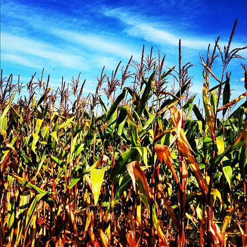sky square farm lofi squareformat crops frensham iphoneography instagramapp