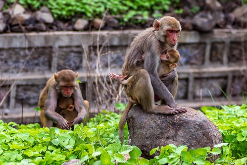 bagirathipur telangana india in monkey mothers love animal