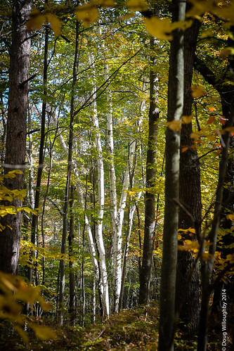 autumn woods unitedstates michigan caseville sleeperpark