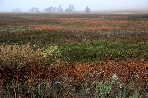 northerncalifornia wetlands marsh solanocounty suisunmarsh joyceisland