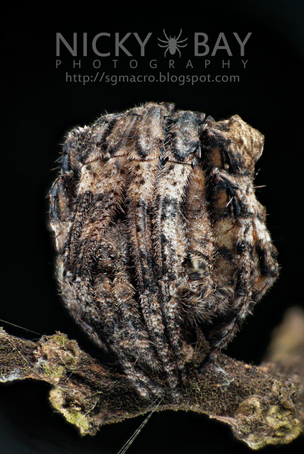 Tree Stump Orb Weaver (Poltys sp.) - DSC_5142