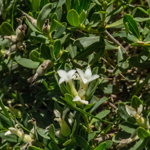 europe armenia wildplants thymelaeaceae tsapatagh peterphoto gegharkunik daphnetranscaucasica