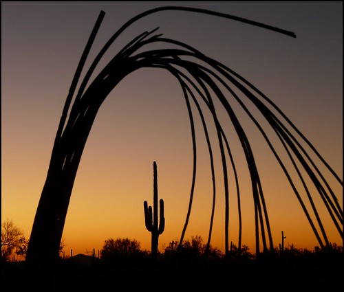 sunset arizona cactus saguaro