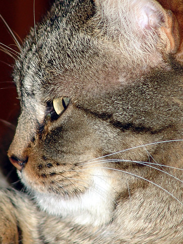 feline chat gesicht oeil bouche nez auge nase détail closeview vuerapprochée