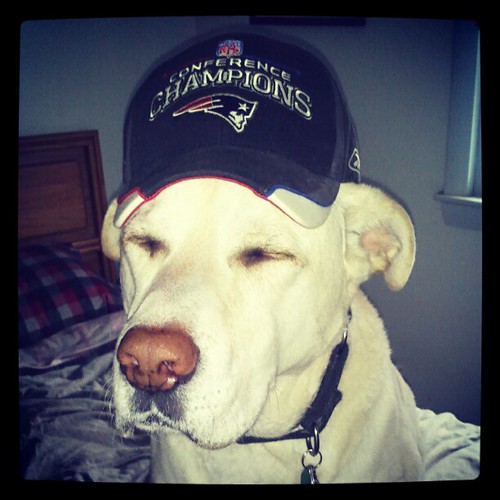 Zeus wishing for a @patriots WIN today! #patriots #patsnation #football #newengland #dogstagram #dogs