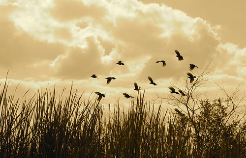 birds clouds fly florida swamp marsh vol nuage animaux marais oiseaux amerique