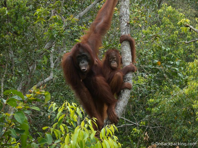 A mama orangutan and her baby