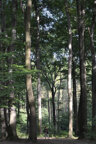 las trees forest poland polska kraków cracow wolski lasek krakoff